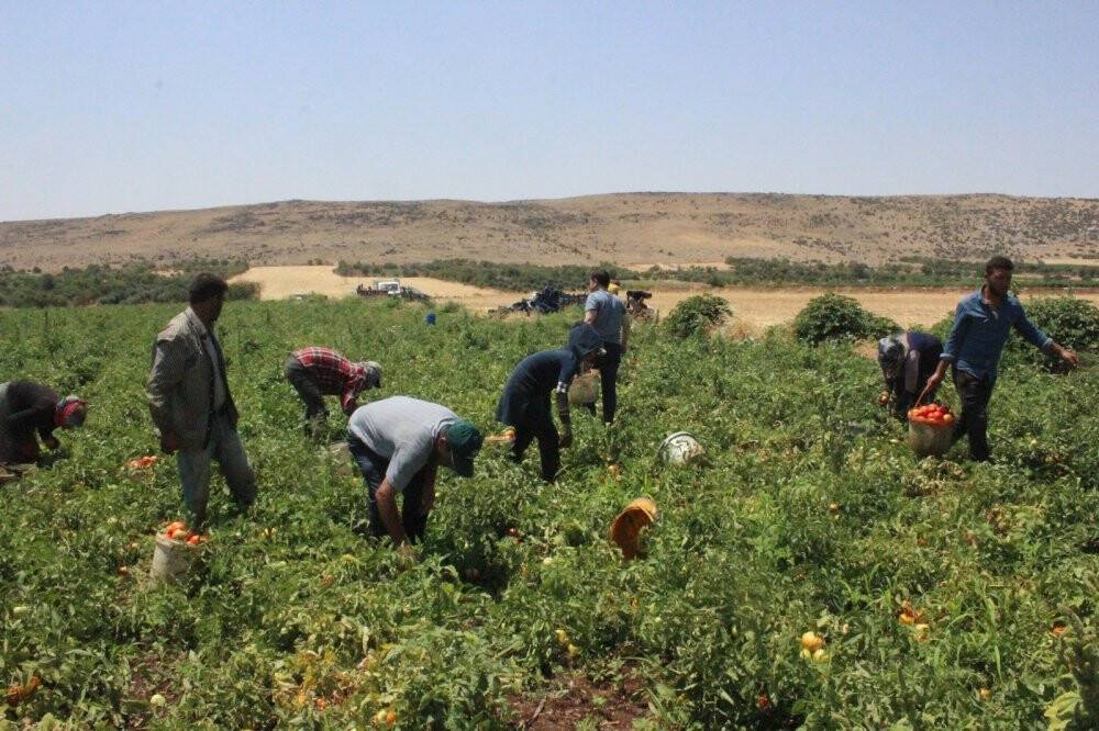 Kurban Bayramı öncesi domates üreticisi talebe yetişemiyor