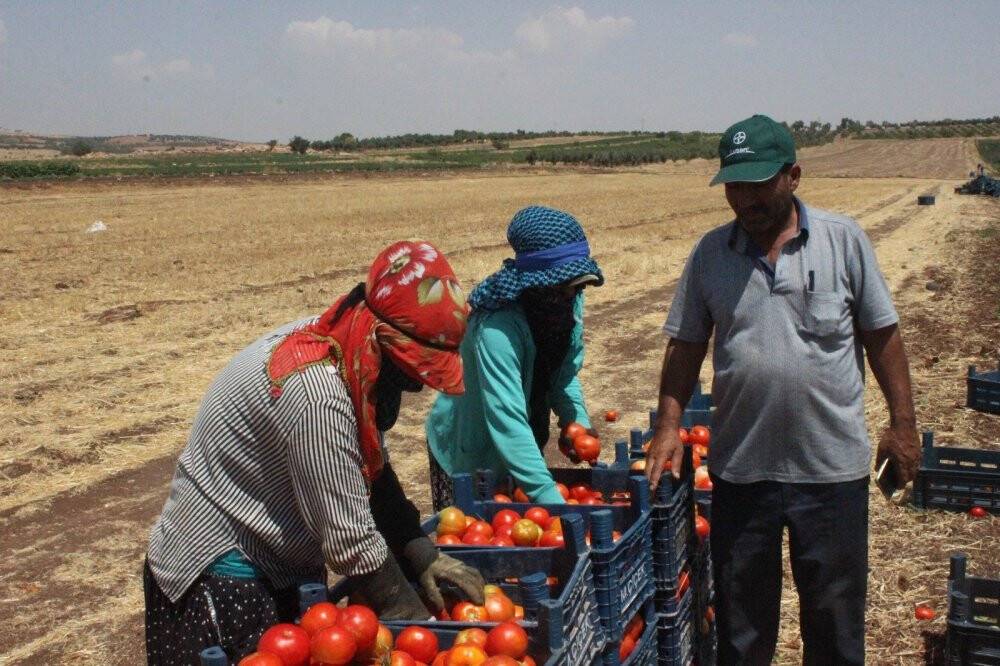 Kurban Bayramı öncesi domates üreticisi talebe yetişemiyor