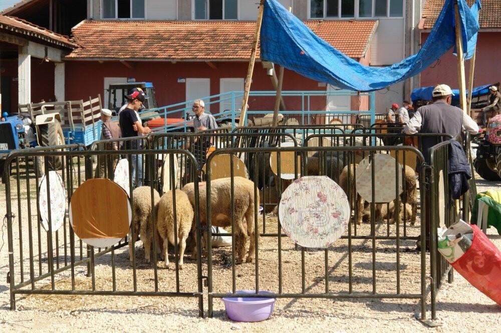 Pazaryeri’nde küçükbaş kurbanlıklar elde kaldı