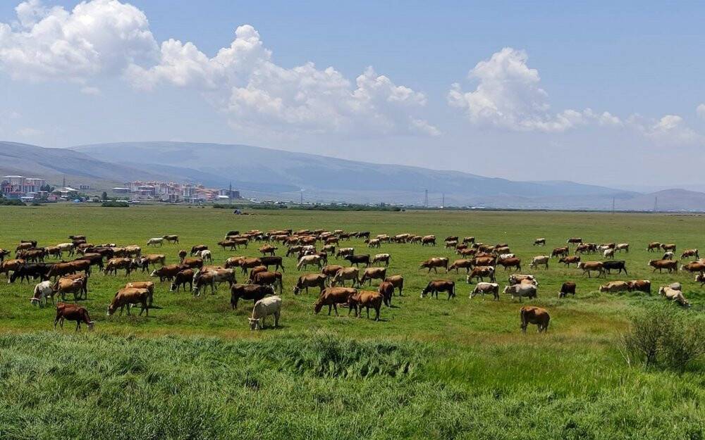 Ardahan’ı kuraklık vurdu, hayvanlar yaylalardan indirilip meralara bırakıldı