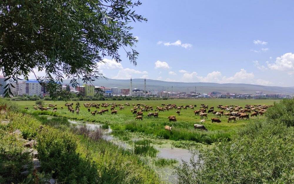 Ardahan’ı kuraklık vurdu, hayvanlar yaylalardan indirilip meralara bırakıldı