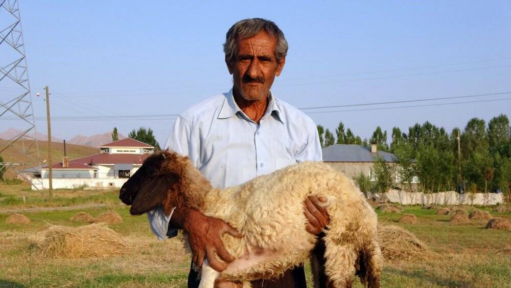 Bataklığa saplanan ineği hayatını değiştirdi