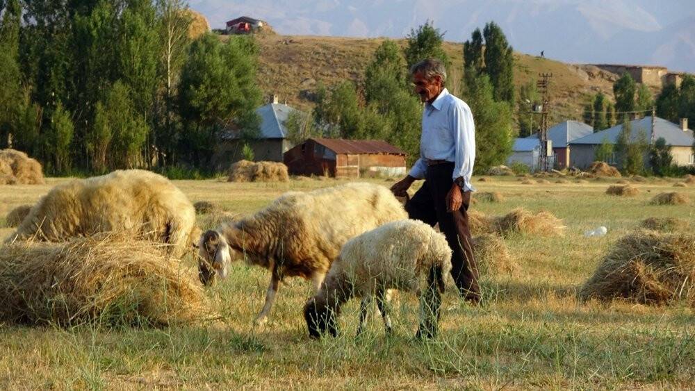 Bataklığa saplanan ineği hayatını değiştirdi