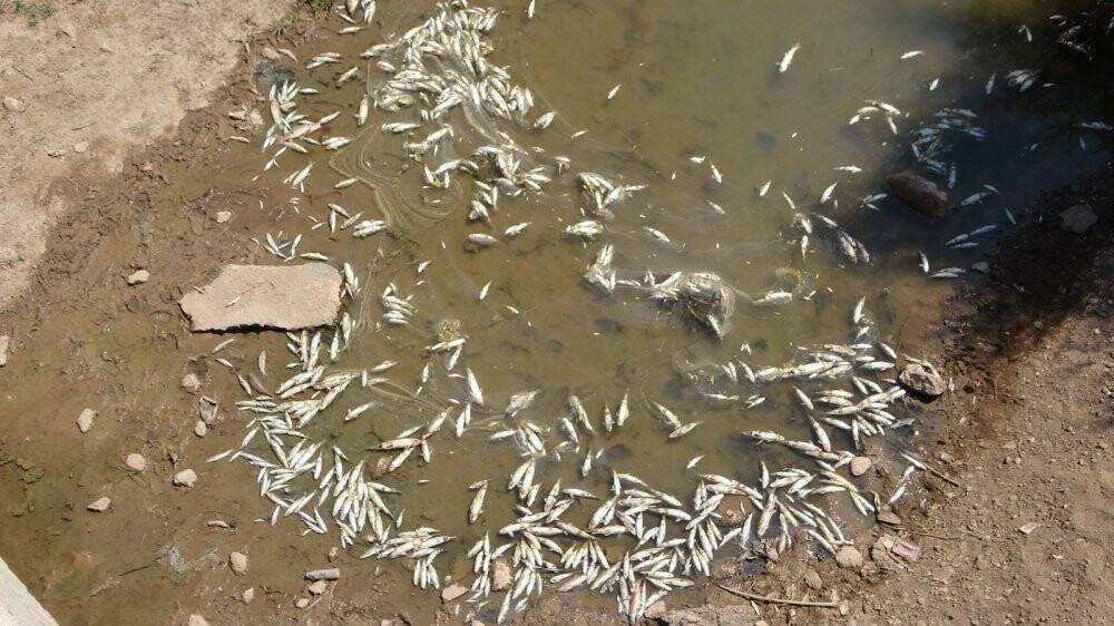 Irmaktan su yerine adeta ölü balık akıyor