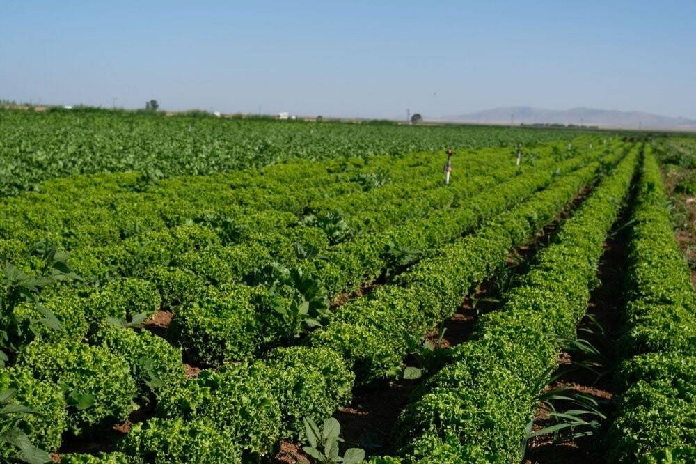 Konya Ovası’nda alternatif ürün marul üretimi artıyor