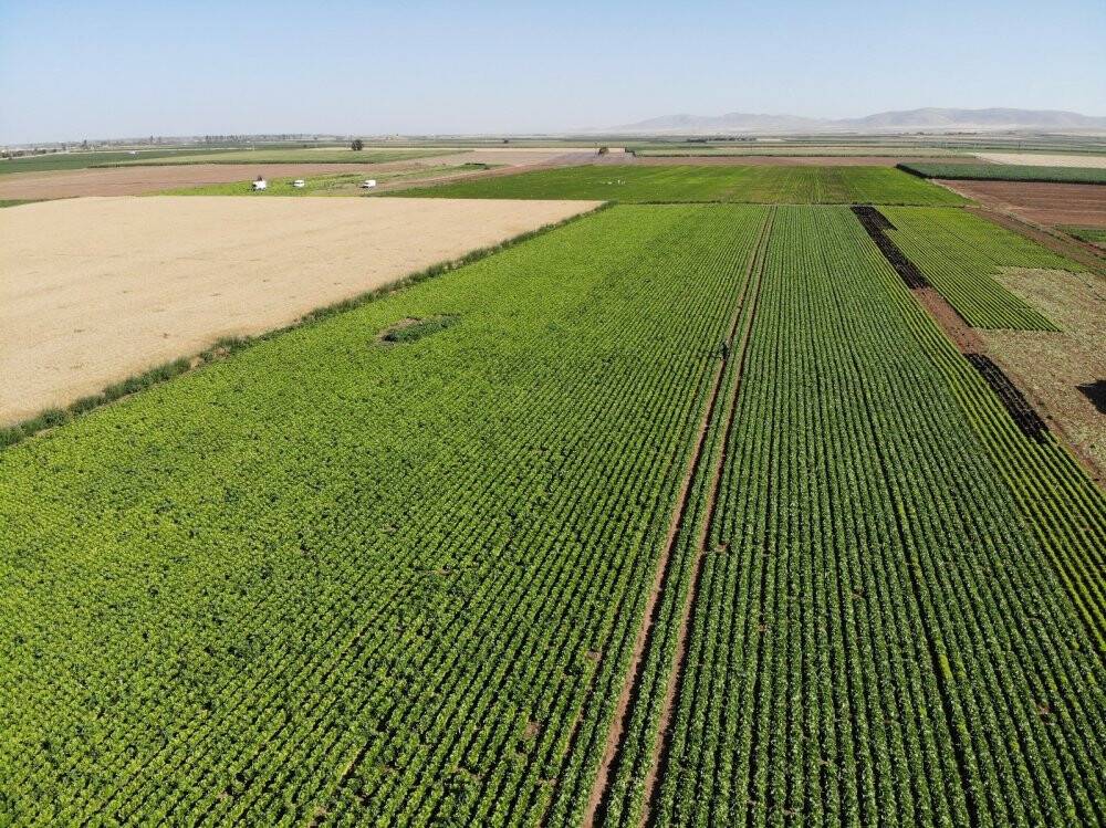 Konya Ovası’nda alternatif ürün marul üretimi artıyor