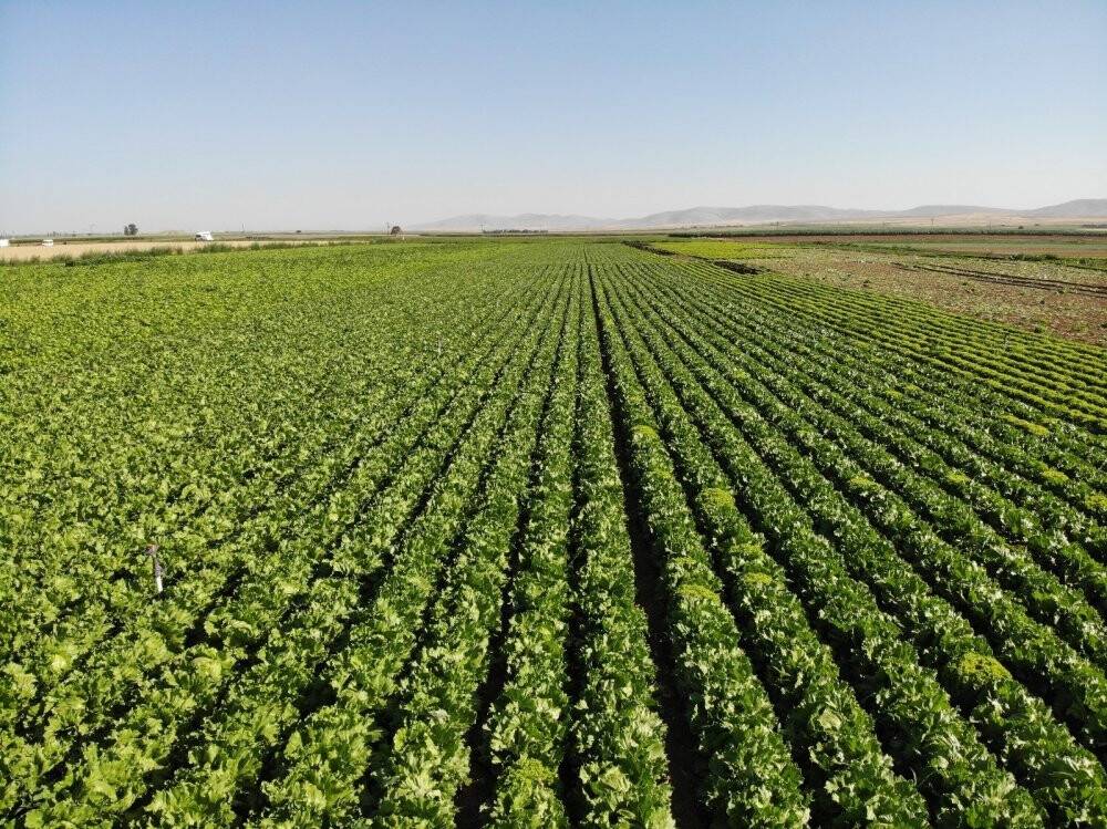 Konya Ovası’nda alternatif ürün marul üretimi artıyor