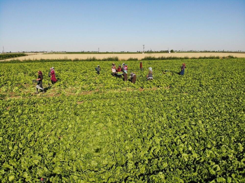 Konya Ovası’nda alternatif ürün marul üretimi artıyor