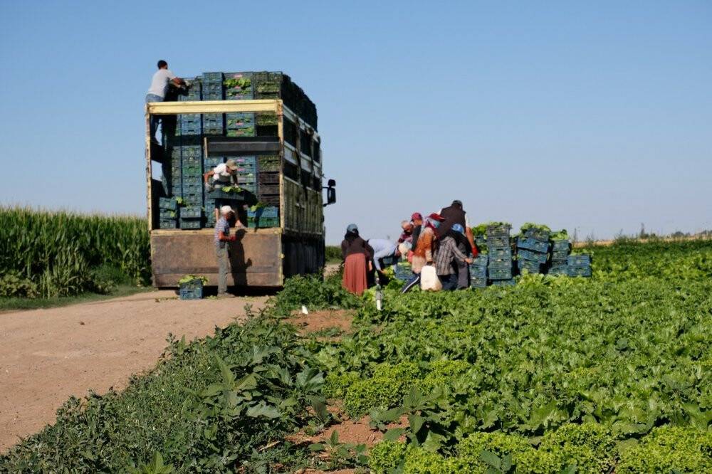 Konya Ovası’nda alternatif ürün marul üretimi artıyor