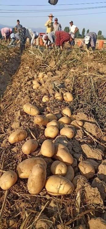 Ödemiş patatesinde ikinci ürün zamanı