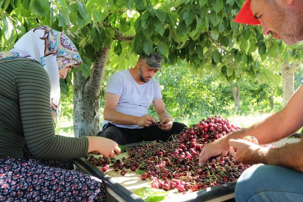 Hadim’de hasat edilen kirazların yüzde 90’ı ihraç ediliyor