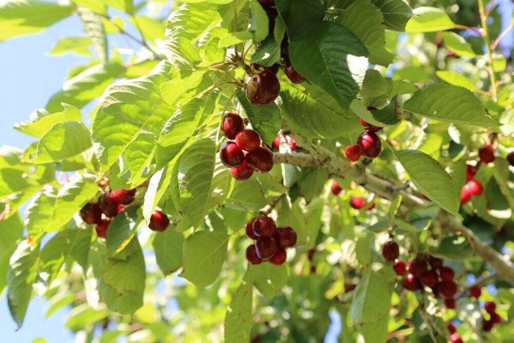 Hadim’de hasat edilen kirazların yüzde 90’ı ihraç ediliyor