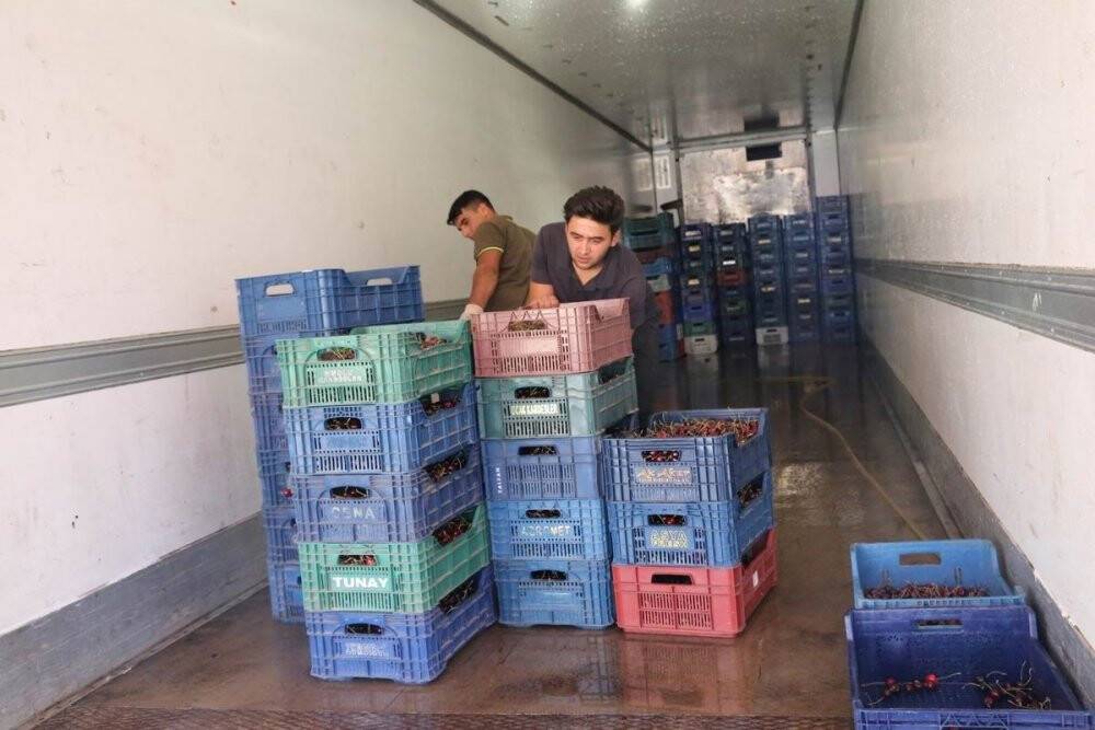 Hadim’de hasat edilen kirazların yüzde 90’ı ihraç ediliyor