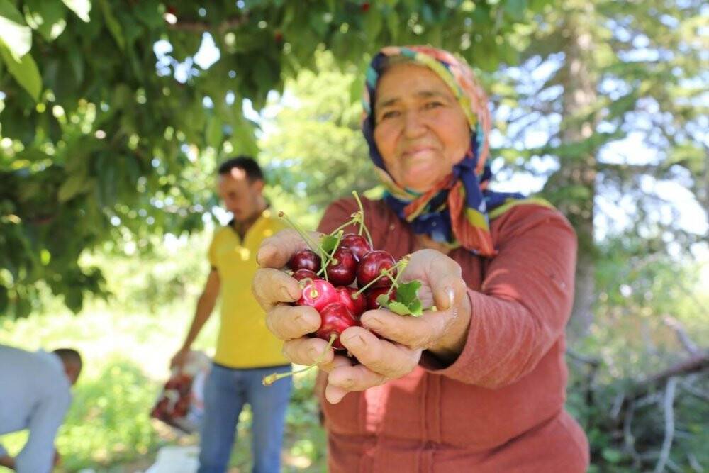 Hadim’de hasat edilen kirazların yüzde 90’ı ihraç ediliyor