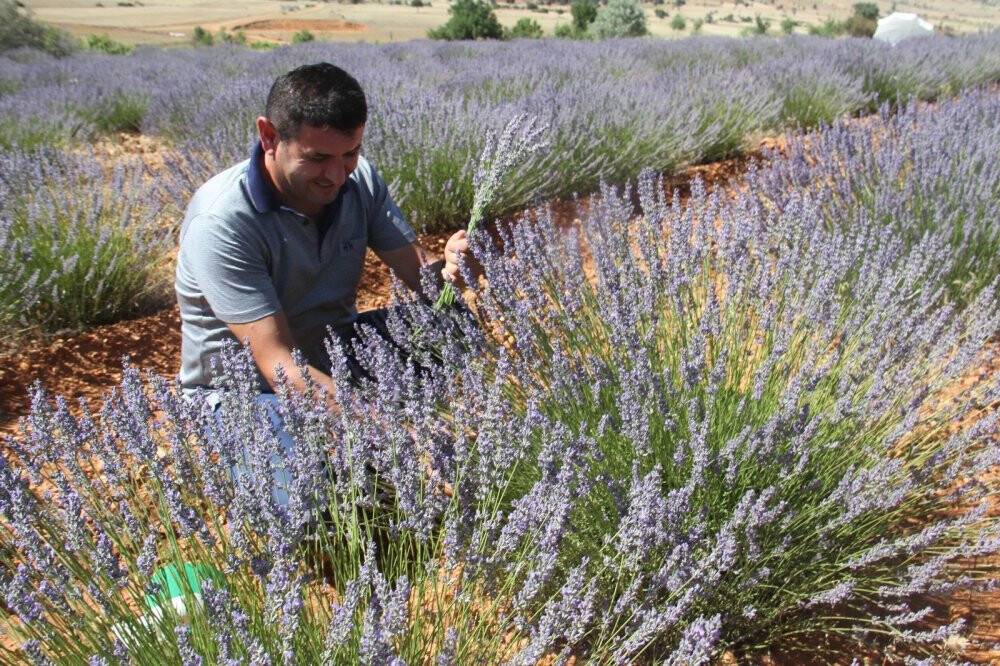 Konya’nın lavanta kokulu köyünde hasat başladı