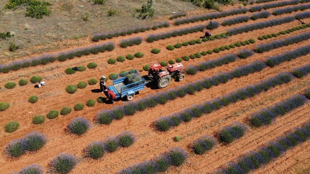 Konya’nın lavanta kokulu köyünde hasat başladı