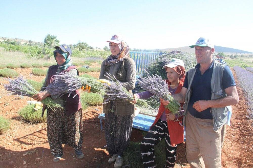 Konya’nın lavanta kokulu köyünde hasat başladı