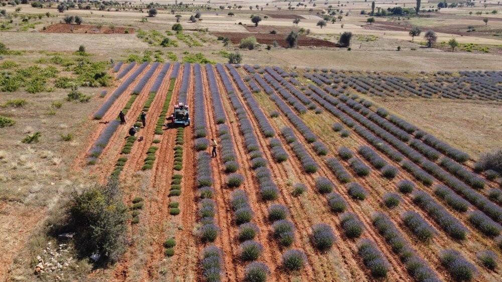 Konya’nın lavanta kokulu köyünde hasat başladı
