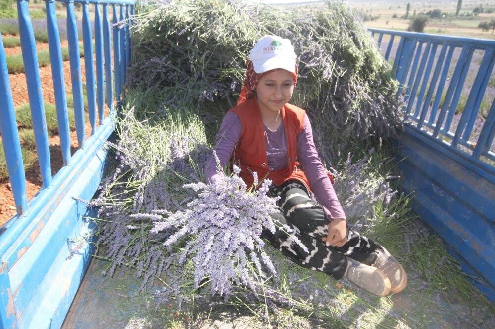 Konya’nın lavanta kokulu köyünde hasat başladı
