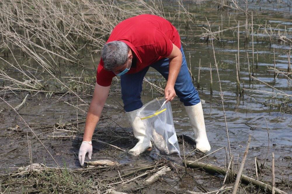 Alibeyköy Barajı'nda kıyıya vuran balıklardan ve sudan numune alındı
