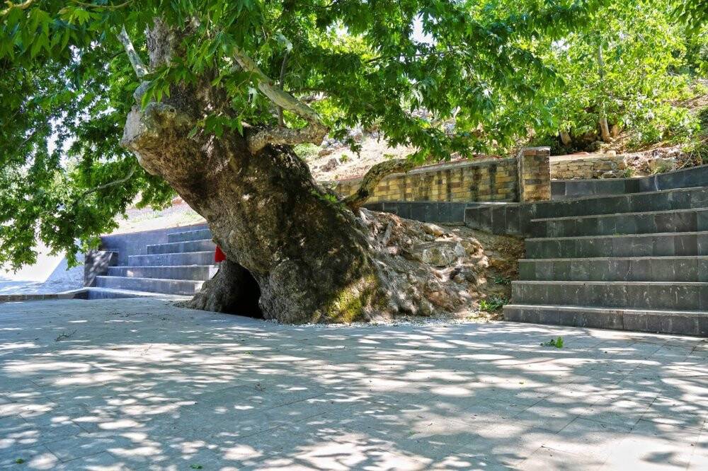 Asırlık çınar turizme kazandırıldı