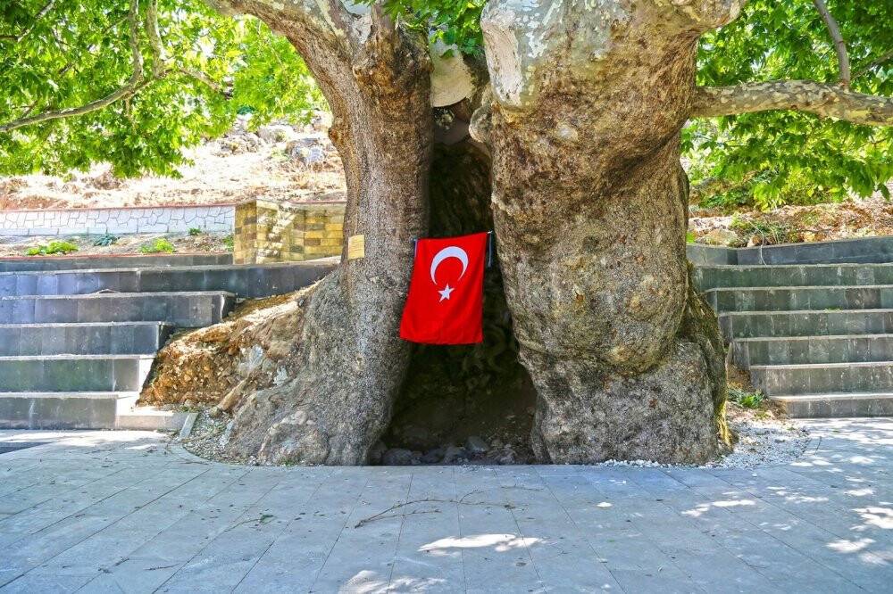 Asırlık çınar turizme kazandırıldı