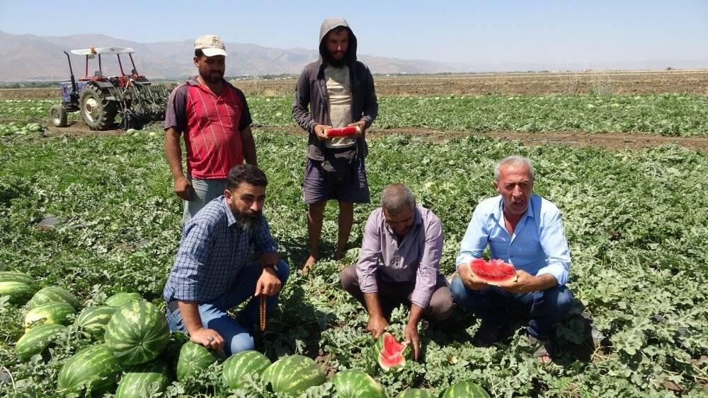 Muş’ta yılın ilk karpuz hasadına başlandı