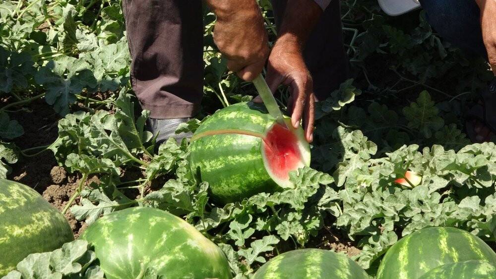 Muş’ta yılın ilk karpuz hasadına başlandı