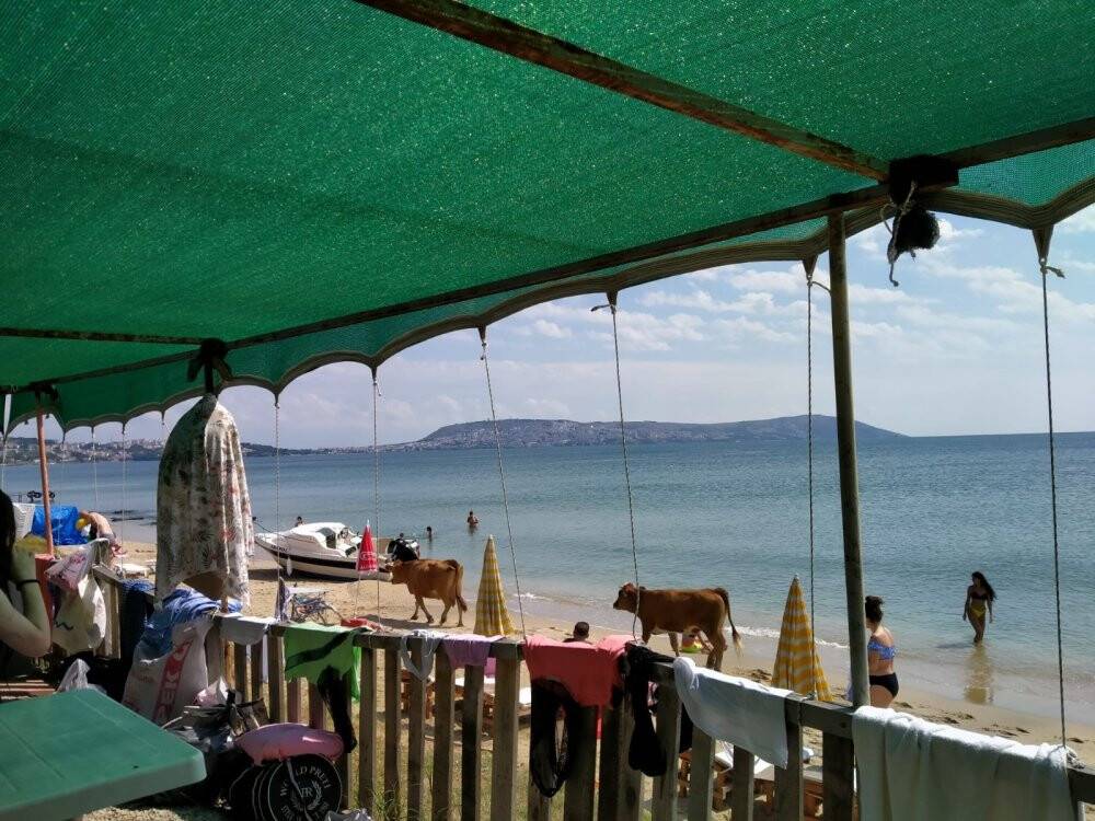 Plajda gezen inekler gülümsetti