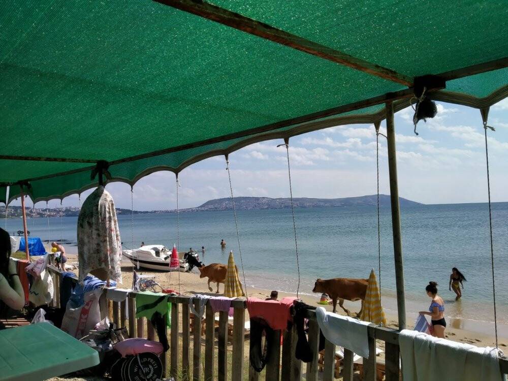 Plajda gezen inekler gülümsetti