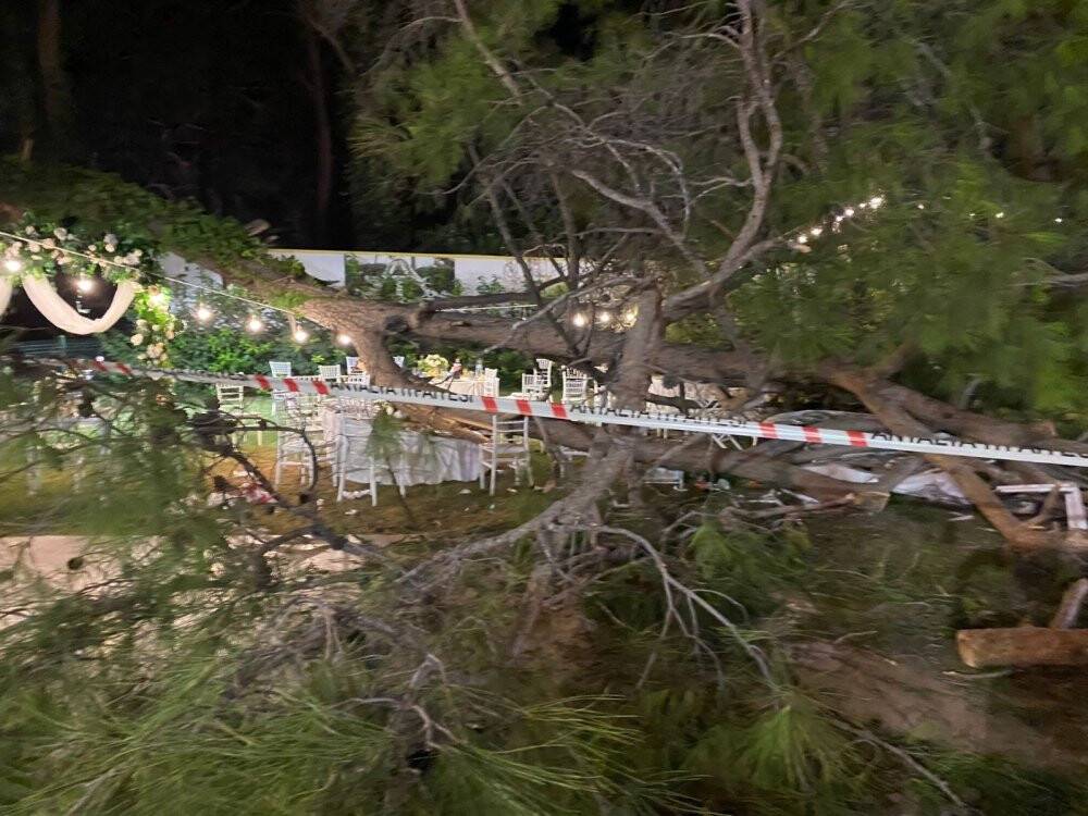 Kır düğününde ağaç devrildi: 1 ölü, biri ağır 9 yaralı