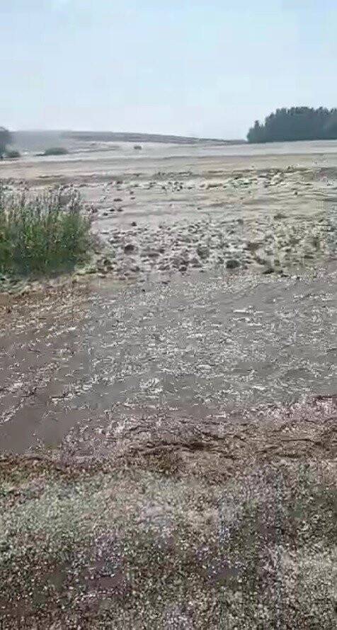 Sağanak yağış ve dolu ekili alanlara zarar verdi