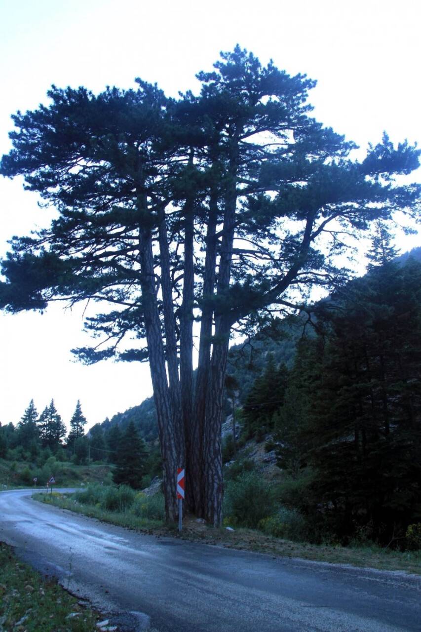 Beş kardeşler anıt ağacı görenlerin ilgisini çekiyor