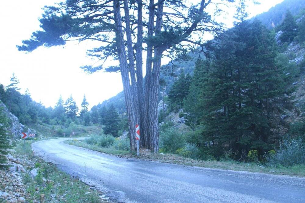 Beş kardeşler anıt ağacı görenlerin ilgisini çekiyor