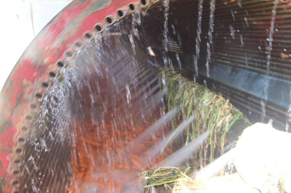 Konya’da üretilen havuçlar dünya pazarlarına gönderiliyor