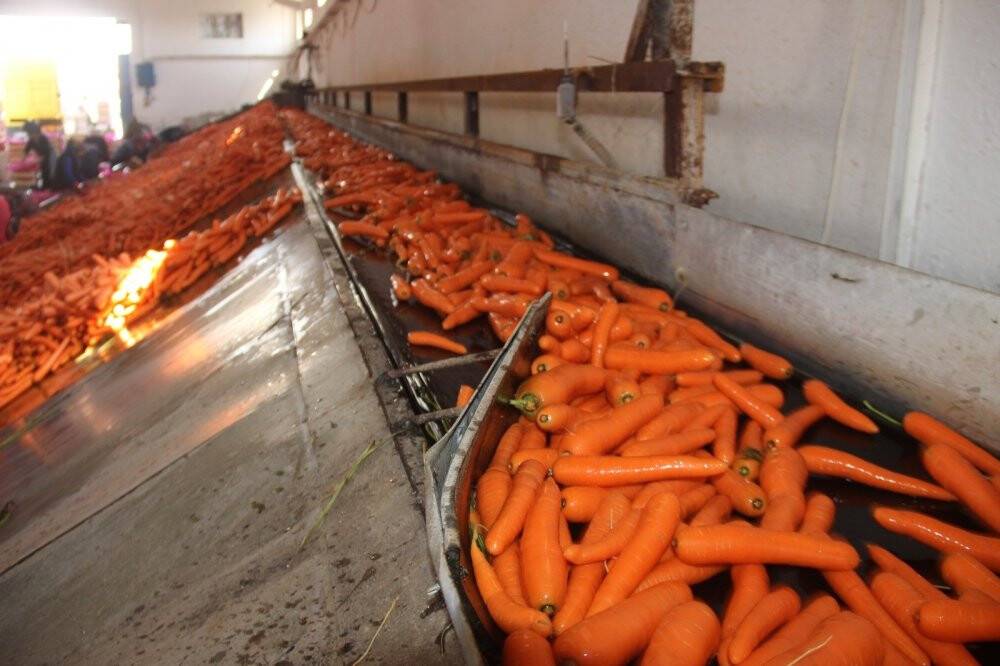 Konya’da üretilen havuçlar dünya pazarlarına gönderiliyor