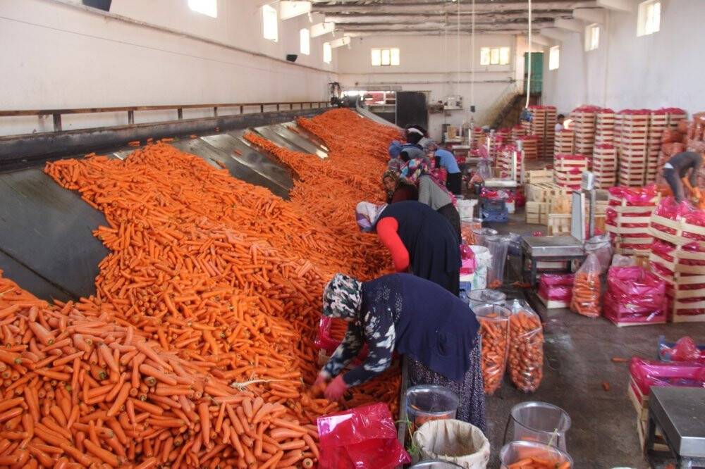 Konya’da üretilen havuçlar dünya pazarlarına gönderiliyor