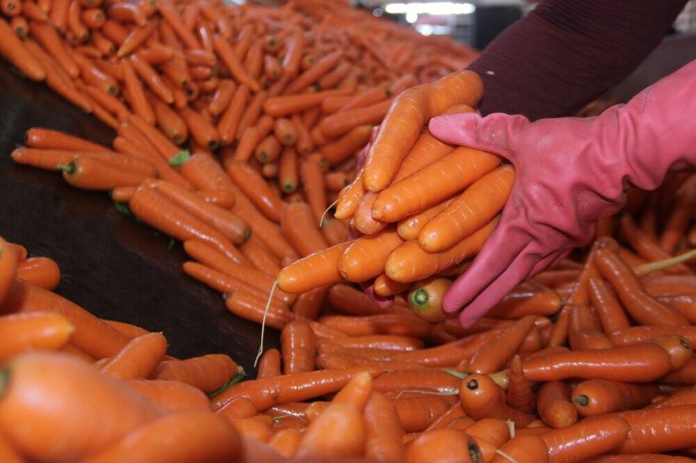 Konya’da üretilen havuçlar dünya pazarlarına gönderiliyor