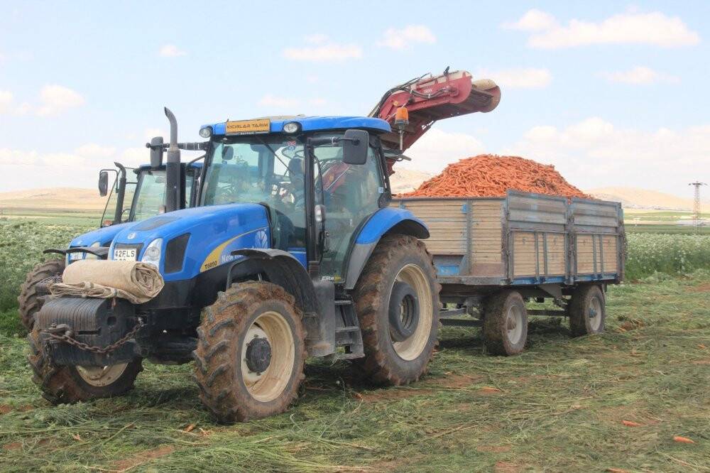 Konya’da üretilen havuçlar dünya pazarlarına gönderiliyor