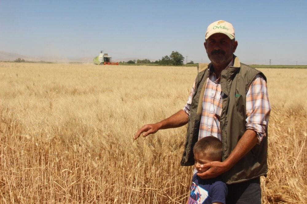 Buğday rekoltesinde büyük düşüş