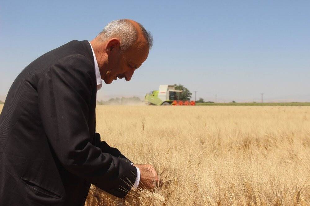 Buğday rekoltesinde büyük düşüş
