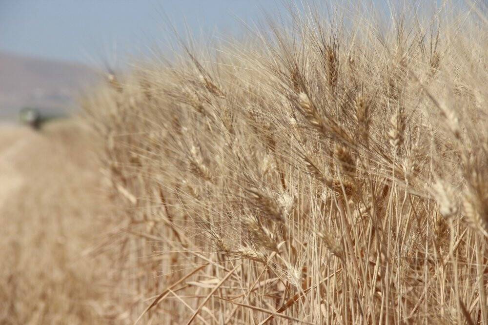 Buğday rekoltesinde büyük düşüş