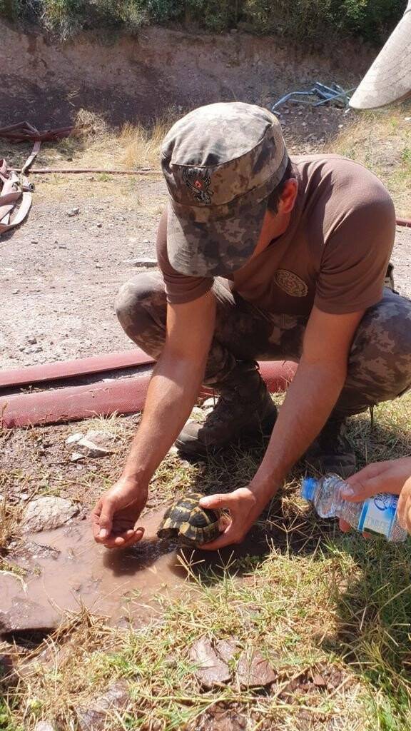 Özel harekat polisi, yangından kurtardığı kaplumbağa elleriyle su içirdi