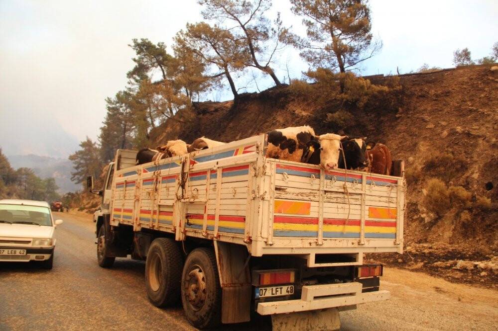 Yanan ahırlardan hayvanlarını traktörlerle taşıdılar