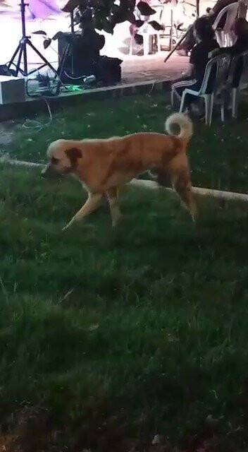 Düğün müziğine kapılan köpek dans etti