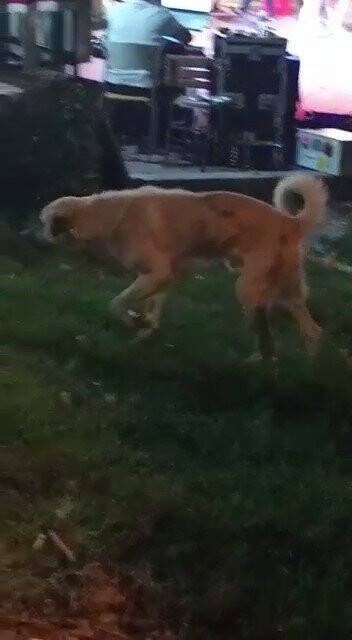 Düğün müziğine kapılan köpek dans etti