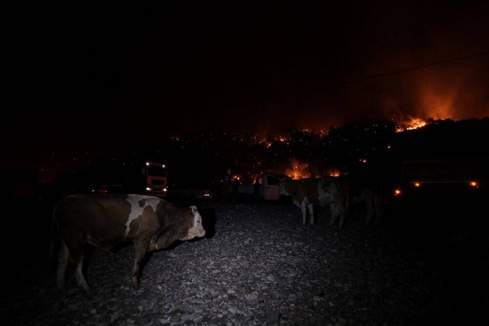 Büyükbaş hayvanlarını deniz kenarına getirerek korudular
