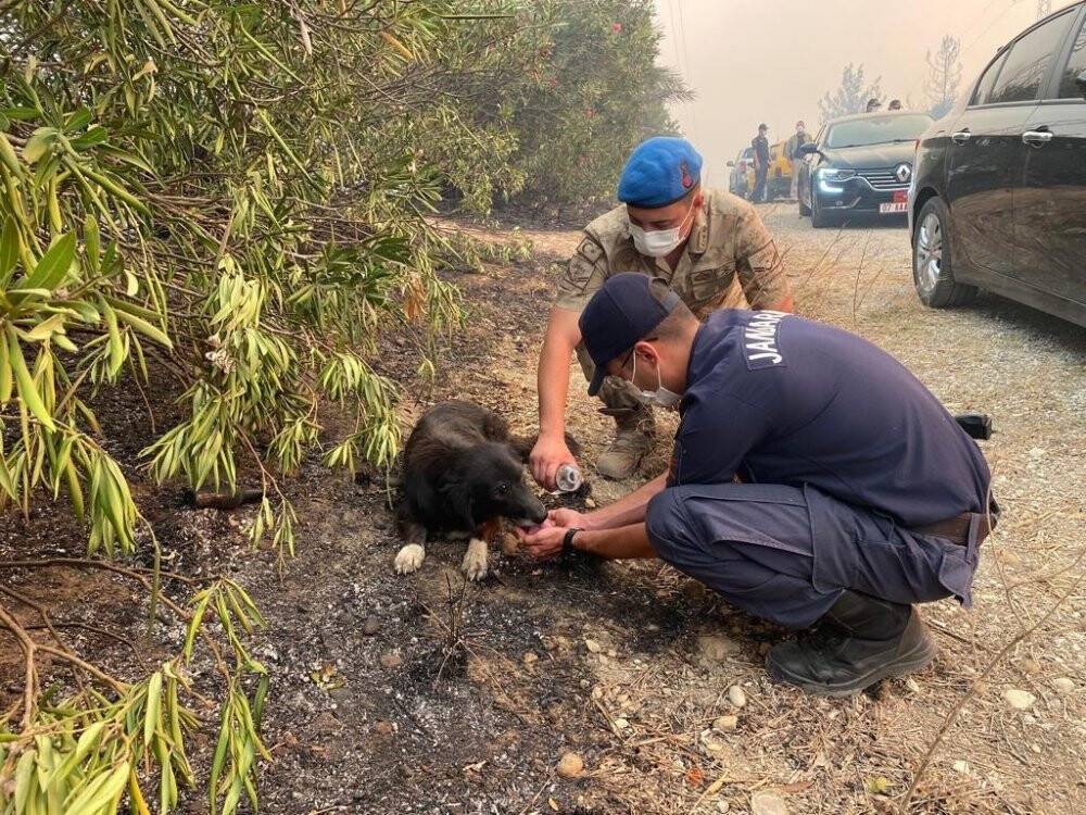 Jandarma Genel Komutanlığı 2 bin 310 personeliyle yangınla mücadele ediyor