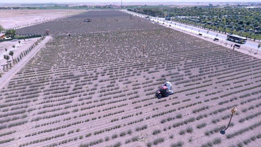 Karatay Lavanta Bahçesinde hasat başladı