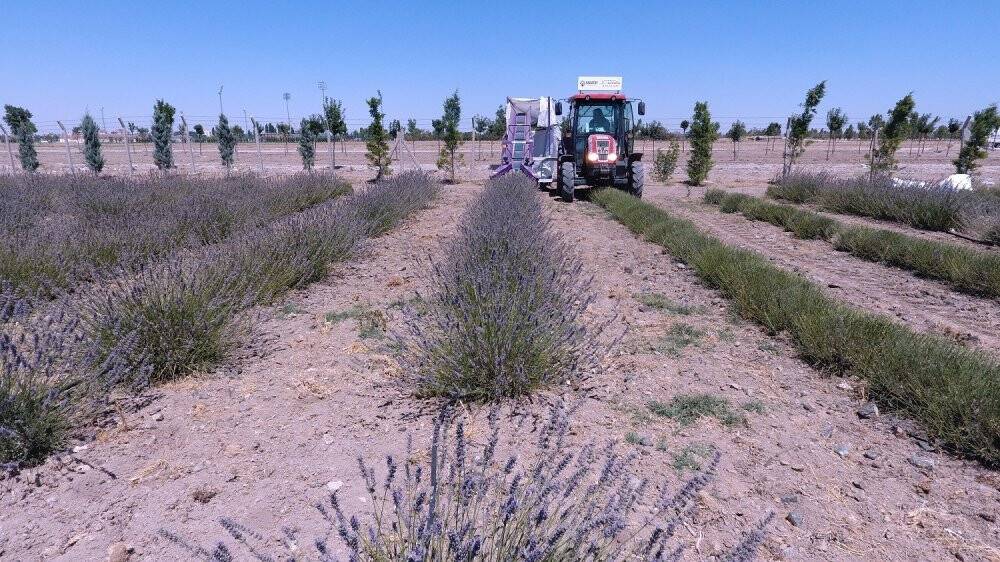 Karatay Lavanta Bahçesinde hasat başladı